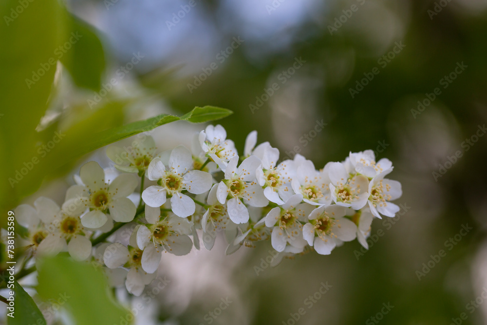 White flowers blooming bird cherry. Bird Cherry Tree in Blossom. Close-up of a Flowering Prunus padus Tree with White Little Blossoms. Tree in Spring. Springtime concept. White flowers blooming bird cherry. Bird Cherry Tree in Blossom. Close-up of a Flowering Prunus padus Tree with White Little Blossoms. Tree in Spring. Springtime concept.
