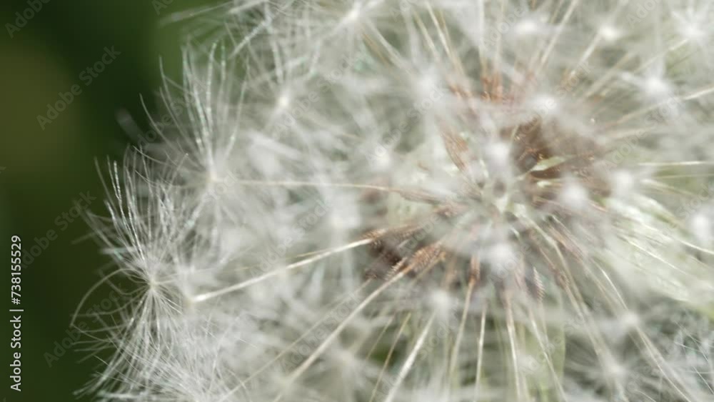 Macro Shot of Dandelion in slow motion Macro Shot of Dandelion in slow motion