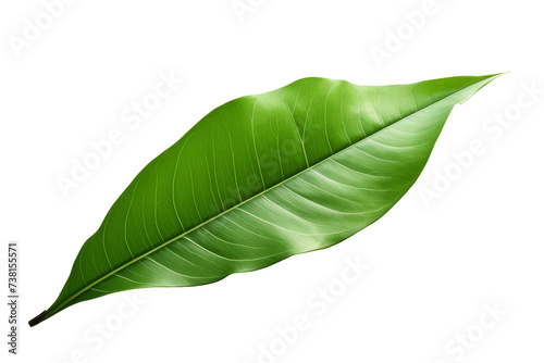 A Green Leaf. A close up photograph of a single green leaf placed on a plain Transparent background.
