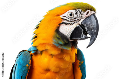 Close Up of Parrot. A detailed close up of a parrot with vibrant feathers  set against a plain Transparent background.