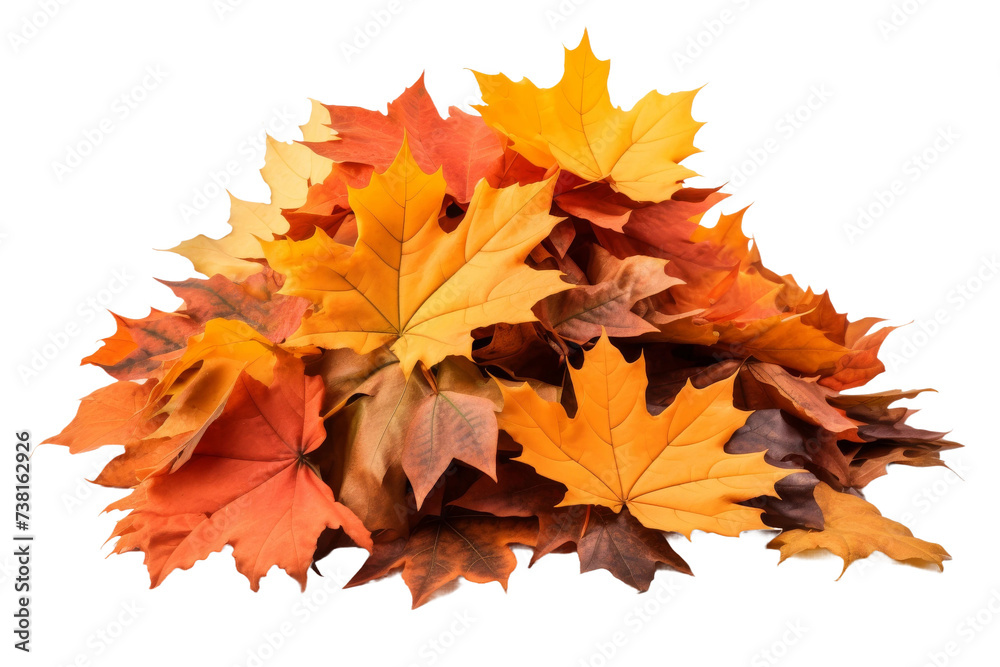 A Pile of Autumn Leaves. A collection of colorful autumn leaves stacked in a pile on a Transparent background.