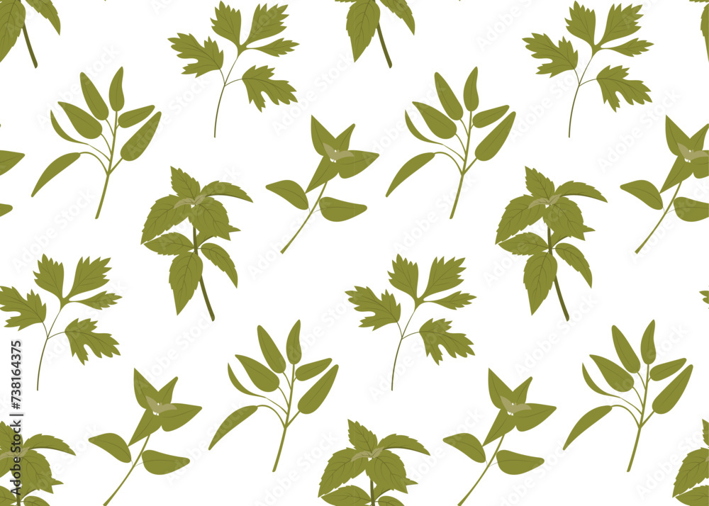 Seamless pattern of  green  kitchen  culinary herbs on white background. Oregano,  basil,  parsley, sage. Vector