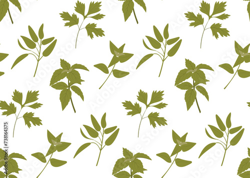 Seamless pattern of  green  kitchen  culinary herbs on white background. Oregano,  basil,  parsley, sage. Vector
