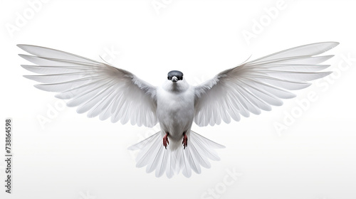 Flying bird. isolated on white background