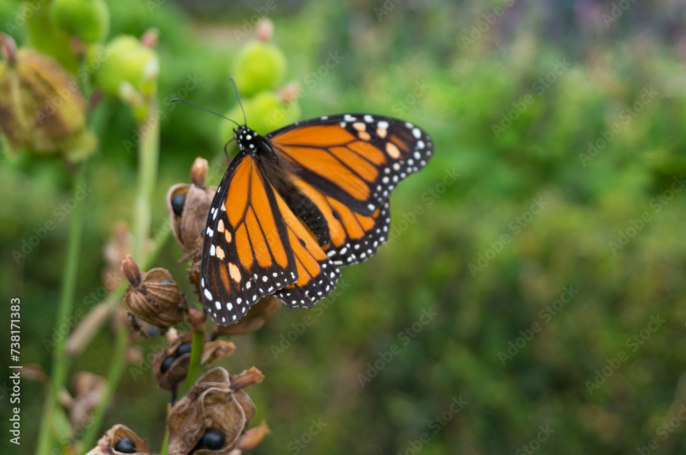 Monarch butterfly on green grass background, resting on canna lily in Tenerife Monarch butterfly on green grass background, resting on canna lily in Tenerife
