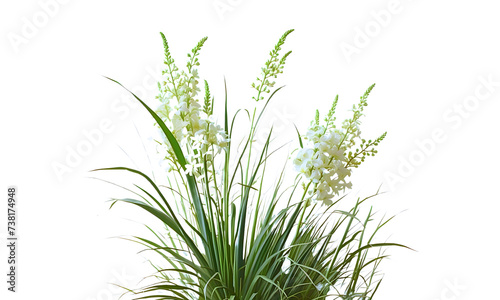    Bush of flowering ornamental grass isolated on white background, Vector green grass or shrub, spring meadow, graphic design elements png