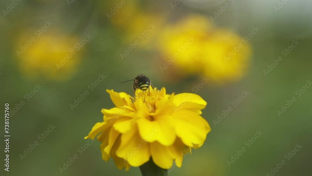 A honey bee collects nectar and pollen from a yellow blossom during spring. Sunny day.