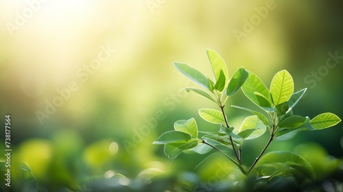 Beautiful nature view of green leaf on blurred greenery background in garden and sunlight with copy space using as background natural green plants landscape  ecology  fresh wallpaper concept