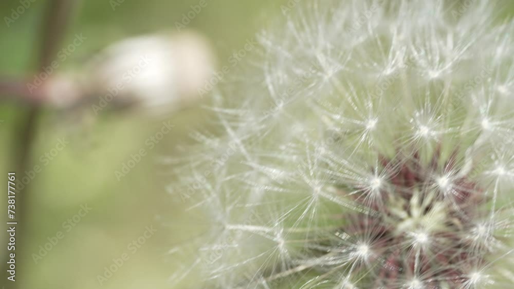 Macro Shot of Dandelion in slow motion Macro Shot of Dandelion in slow motion