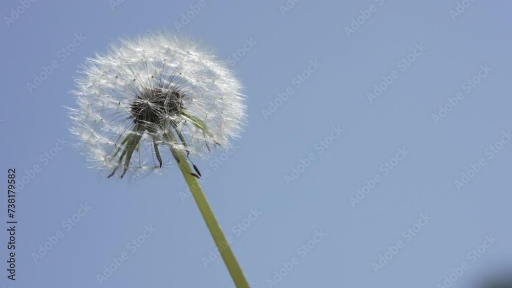 Macro Shot of Dandelion in slow motion Macro Shot of Dandelion in slow motion