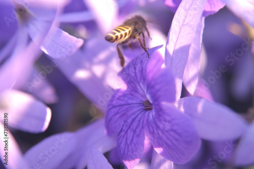 Beautiful closeup purple petal of Phuang Indigo, orchid flower with honey bee Bees fly in search of nectar isolated with nature background. Violet, purple flower.