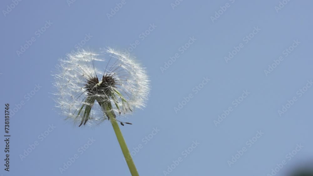 Macro Shot of Dandelion in slow motion Macro Shot of Dandelion in slow motion