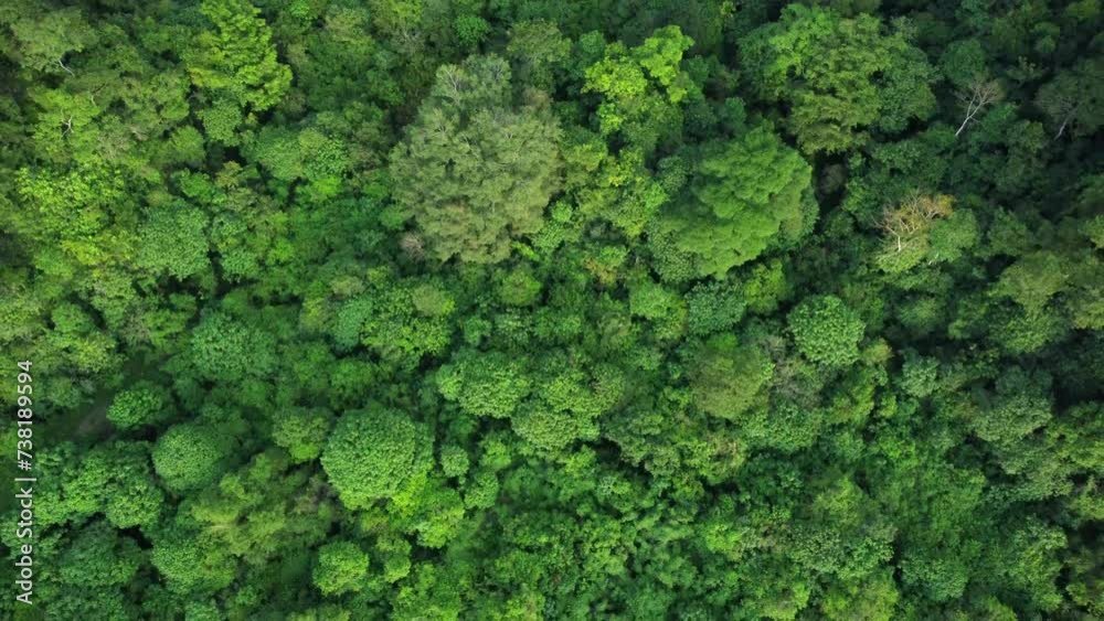 Aerial View of a Dense Tropical Rainforest Aerial View of a Dense Tropical Rainforest