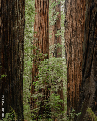 Coastal Redwood