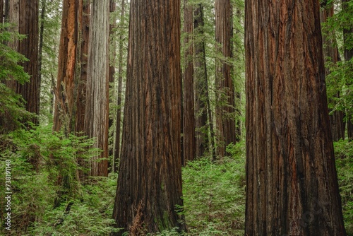 Majestic Redwoods