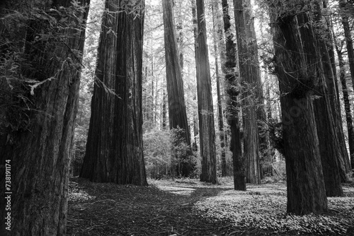 Redwoods in Black and White