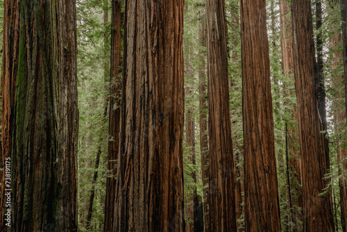 Redwood Row
