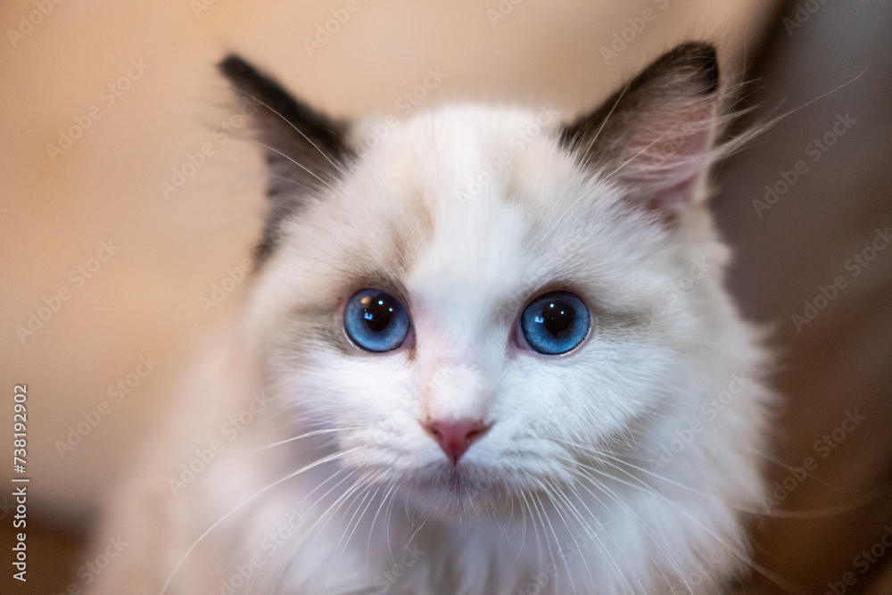 Cute, small Ragdoll cat. 4 months old