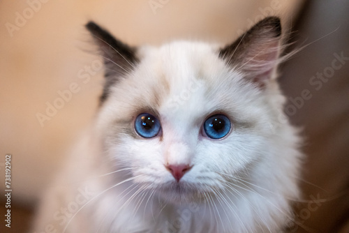 Cute, small Ragdoll cat. 4 months old © moomusician