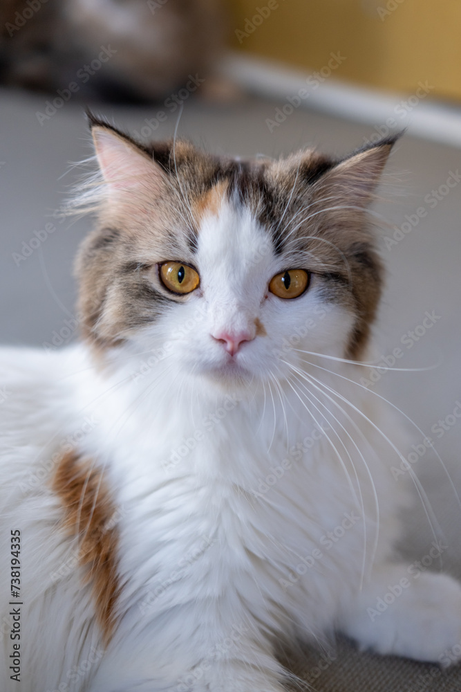 Close up of cute fluffy white cat looking at the camera. Mixed breed cat between Maine Coon and Scottish Fold.