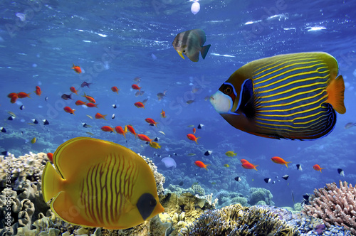 tropical fish and Hard corals in the Red Sea, Egypt