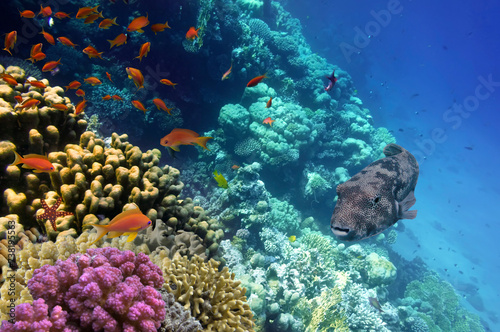 Coral Reef and Tropical Fish iin the Red Sea  Egypt