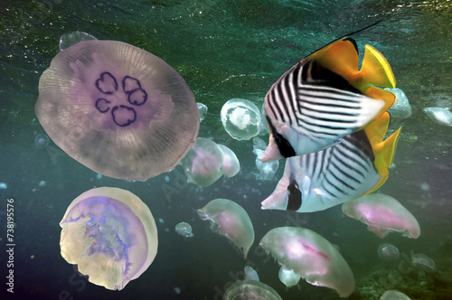 Jellyfish are swimming in deep green water