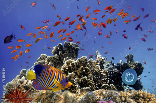 Coral Reef in the Red Sea with Lyretail Anthias photo
