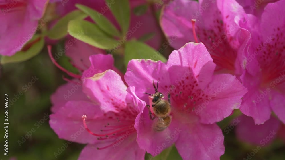 Bee is working on the flower