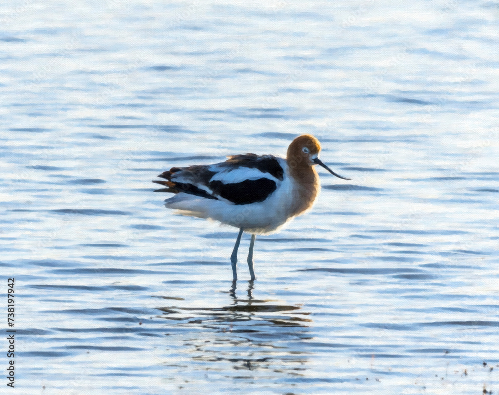 Obraz premium American Avocet 
