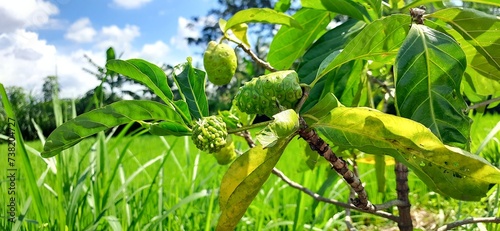 Fresh noni fruits or Morinda citrifolia or buah mengkudu on the tree. Benefits as an antioxidant because it contains high vitamin C. Selective focus photo