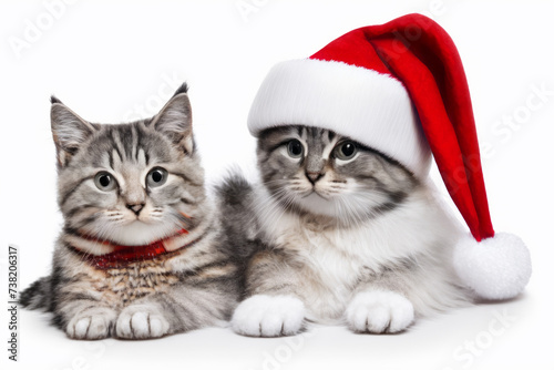 Cat with Santa Hat