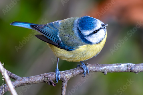 Cyanistes Caeruleus (Blue Tit) - Dublin's Botanic Gem photo