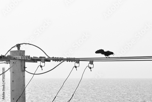 Carib grackle, blackbird or Quiscalus lugubris perching on the electrical wire photo