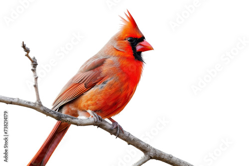 Red Bird Perching on Tree Branch. A red bird is sitting atop a sturdy tree branch, showcasing its vibrant feathers against the backdrop of the surrounding foliage. © SIBGHA