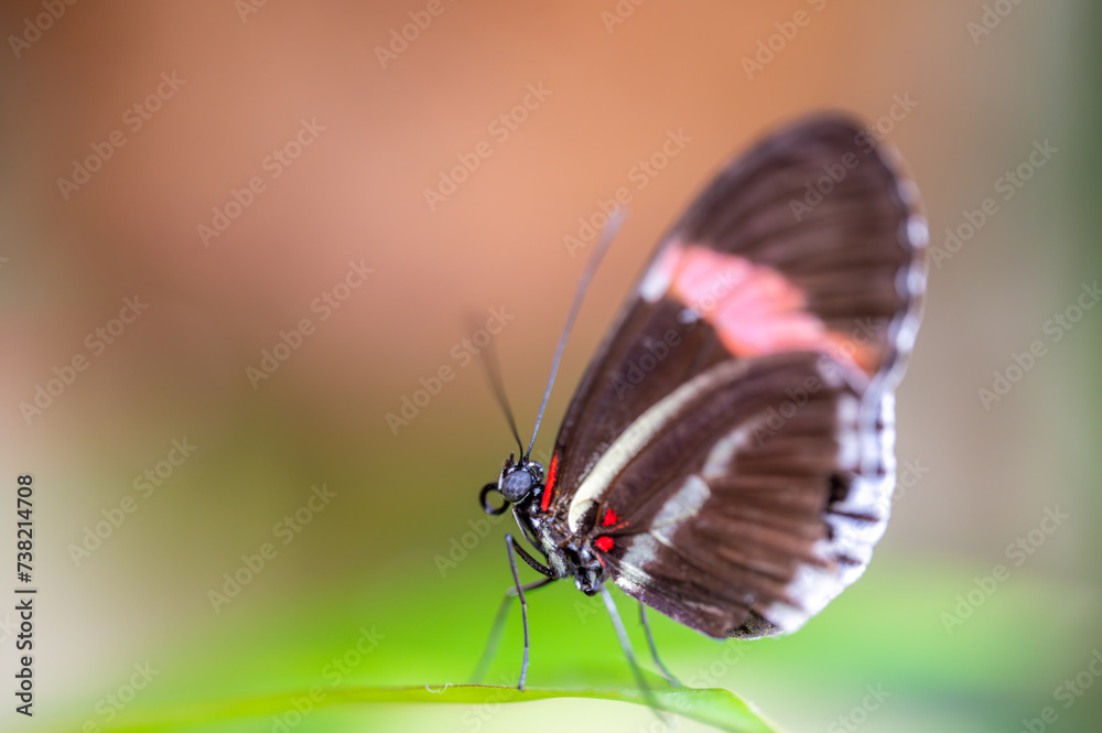 Obraz premium Closeup macro view of tropical butterfly of jungle - Heliconius melpomene rosina, Papilio lowi, Papilio demoleus, Monarch butterfly (danaus plexippus) on the green leaves.
