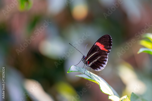 Closeup macro view of tropical butterfly of jungle - Heliconius melpomene rosina, Papilio lowi, Papilio demoleus, Monarch butterfly (danaus plexippus) on the green leaves. photo