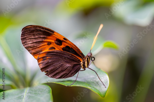 Closeup macro view of tropical butterfly of jungle - Heliconius melpomene rosina, Papilio lowi, Papilio demoleus, Monarch butterfly (danaus plexippus) on the green leaves. photo