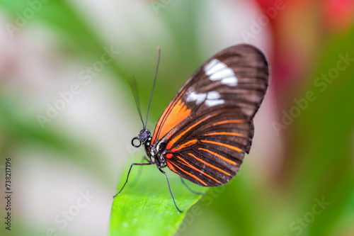 Closeup macro view of tropical butterfly of jungle - Heliconius melpomene rosina, Papilio lowi, Papilio demoleus, Monarch butterfly (danaus plexippus) on the green leaves. © Martin