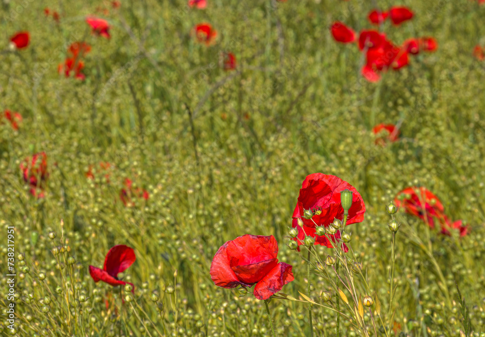 Fototapeta premium Coquelicots atlantiques dans un champ de lin à Dolus-d'Oléron, Charente-Maritime, France