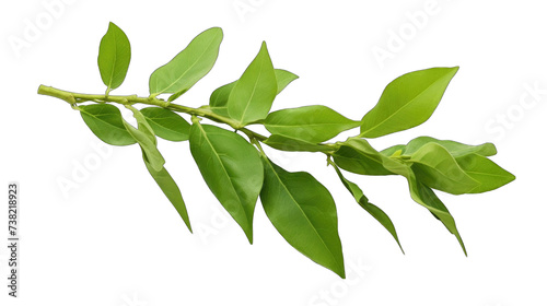 A fresh green Curry Lea png / transparent