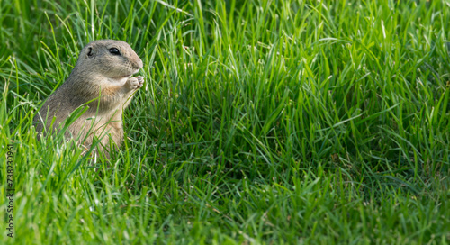 ground squirrel on a meadow