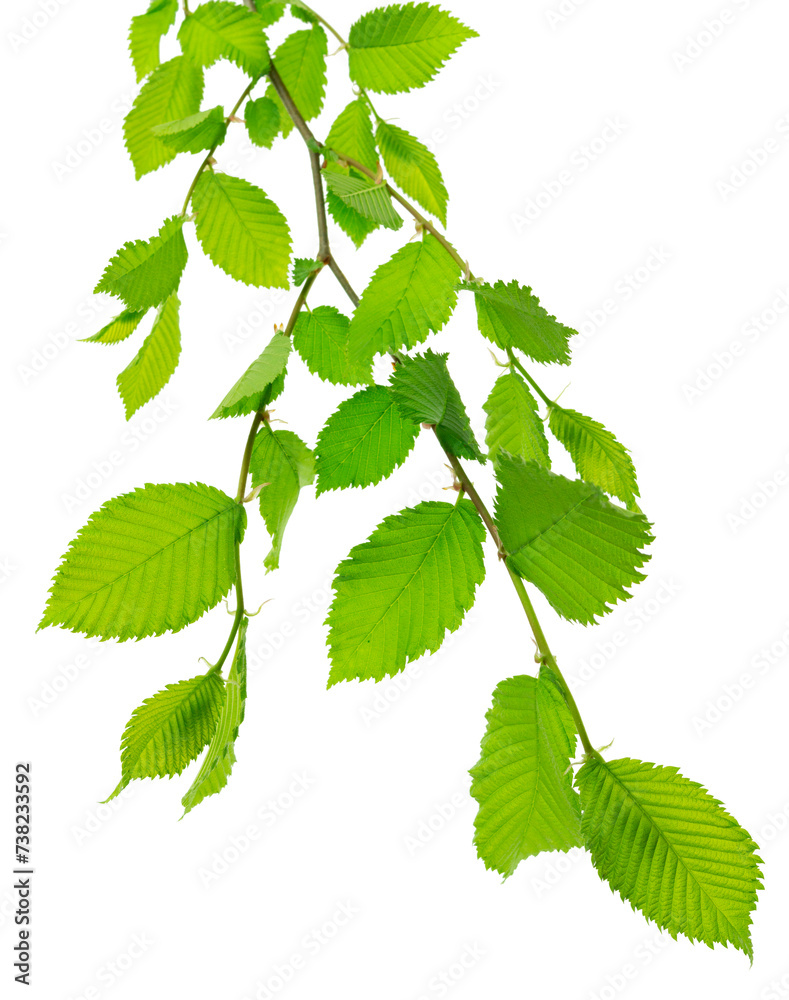 Linden sprigs with flowers, buds and leaves. Herbal tea, cosmetic, medicine design. on transparent, png. Linden sprigs with flowers, buds and leaves. Herbal tea, cosmetic, medicine design. on transparent, png.