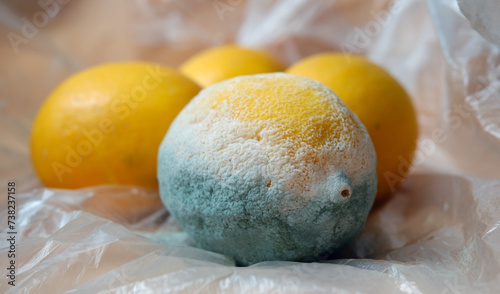 Mouldy lemon. Rotten fruits that are inedible and should be thrown away. Moldy fruits.  photo