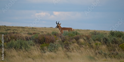 pronghorn in the sagebrush