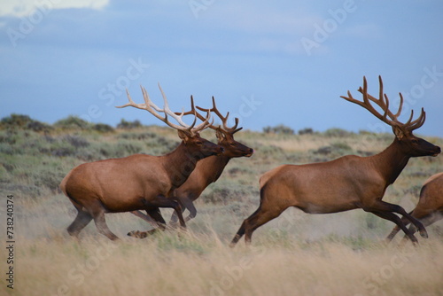 red desert elk