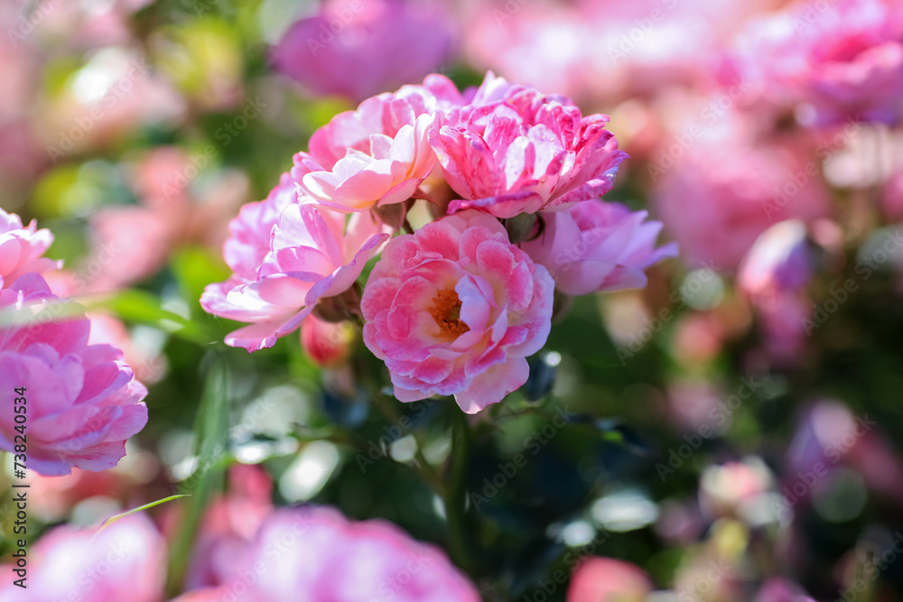 Summer background with blooming rose Summer background with blooming rose