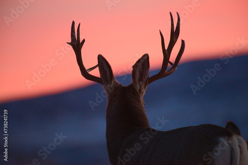 Deer Sillouette photo