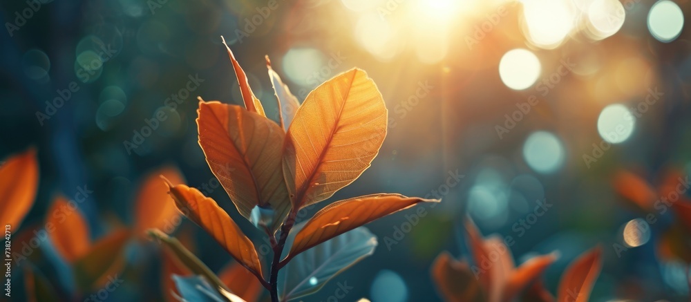 Blurry background with an aesthetic leaf.