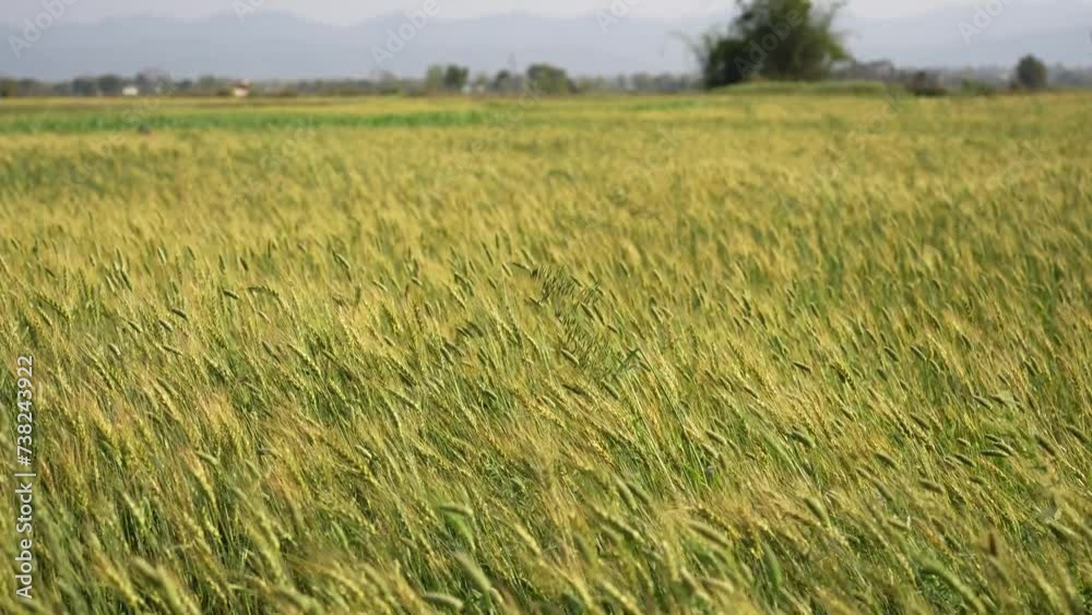 Tranquil beauty of a Nepalese wheat field nestled in the lap of Surkhet valley's majestic mountains. Wheat plants sway gently in the breeze, creating a serene and picturesque rural landscape Tranquil beauty of a Nepalese wheat field nestled in the lap of Surkhet valley's majestic mountains. Wheat plants sway gently in the breeze, creating a serene and picturesque rural landscape